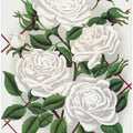 White Rose, Baltimore Belle Lithograph