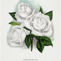 White Rose, Coquette Des Alps Lithograph