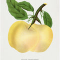 Yellow Transparent Apple Lithograph