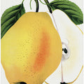 Kiefer's Hybrid Pear Lithograph