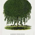 Kilmarnock Weeping Willow Tree Lithograph