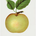 Mann Apple Lithograph
