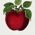 Mcintosh Red Apple Lithograph