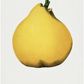 Meech's Prolific Pear Lithograph