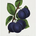 Niagara Plum Lithograph