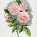 Pink Rose, Clothilde Soupert Lithograph