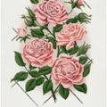 Pink Rose, Gem of the Prairie Lithograph