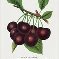 Black Tartarian Cherry Lithograph