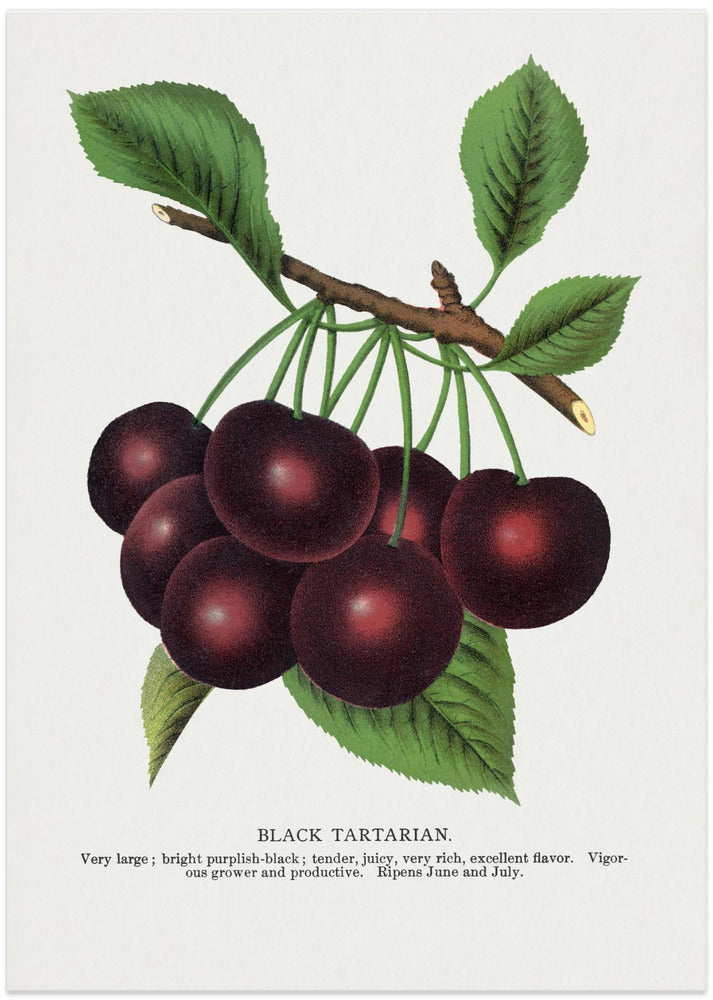 Black Tartarian Cherry Lithograph