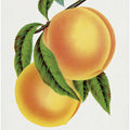 Champion Plum Lithograph