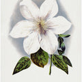 Clematis Flower Lithograph