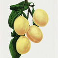 Coe's Golden Drop Plum Lithograph