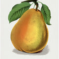 Duchess D'angouleme Pear Lithograph