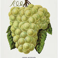 Green Mountain Grape Lithograph