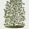 Hardy Magnolia Tree Lithograph