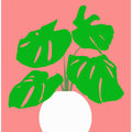 Potted Monstera Plant 2
