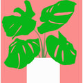 Potted Monstera Plant 1