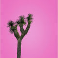 Joshua Tree with Pink Sky
