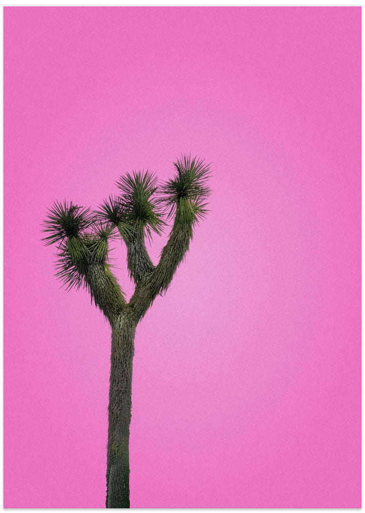 Joshua Tree with Pink Sky