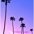 Palm Tree Sunset