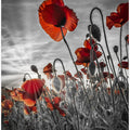 Fascinating poppies | colorkey