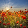 Gorgeous sunset in a poppy field