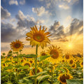 Sunflower field at sunset