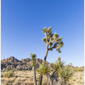 Idyllic Joshua Tree National Park