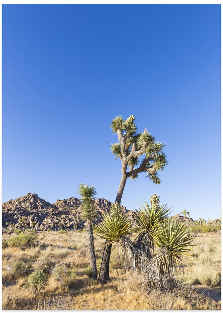 Idyllic Joshua Tree National Park