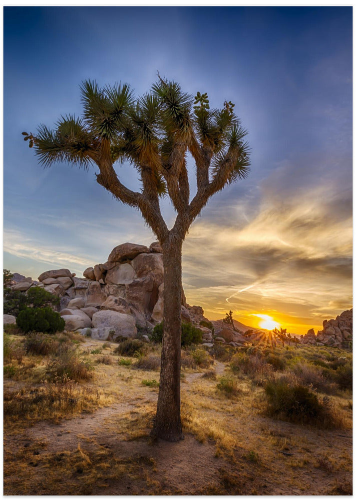 Charming sunset at Joshua Tree National Park