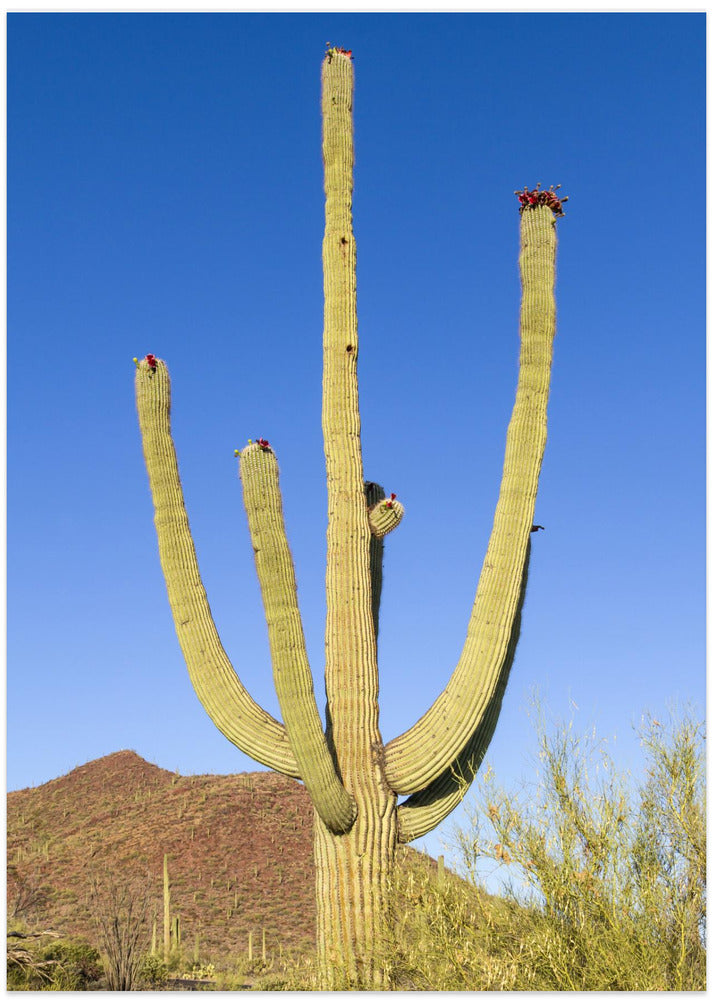 SAGUARO NATIONAL PARK Giant Saguaro