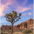 Joshua Tree Evening Atmosphere