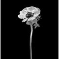 Art Prints of Anemone coronaria | dark design