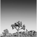 Art Prints of Joshua Trees - monochrome