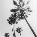 Art Prints of Palm trees in the sun | monochrome