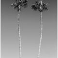 Art Prints of Idyllic Palm trees | Monochrome
