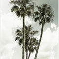 Palm Trees and sky | Vintage