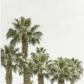 Tropical Palm Trees | Vintage