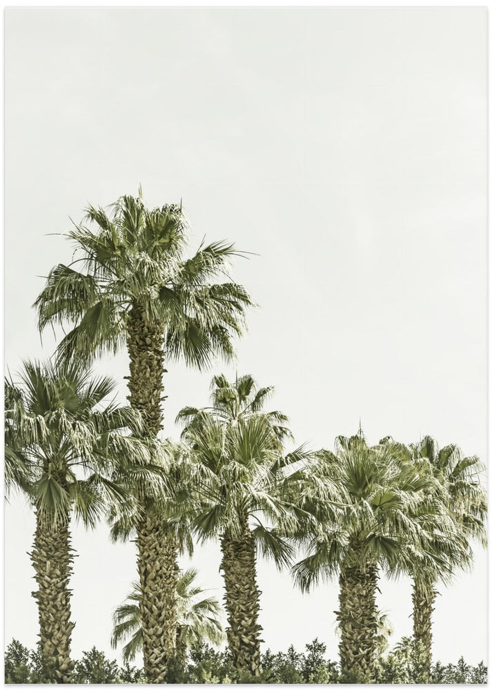 Tropical Palm Trees | Vintage