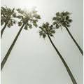 Palm Trees in the sun | Vintage
