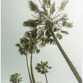 Vintage Palm Trees in the sun