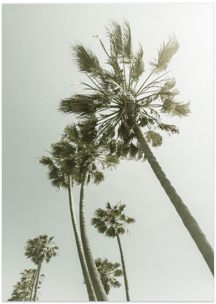 Vintage Palm Trees in the sun