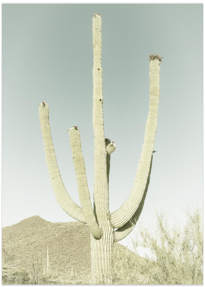 SAGUARO NATIONAL PARK Vintage Giant Saguaro