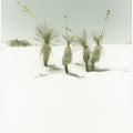 WHITE SANDS Vintage scenery