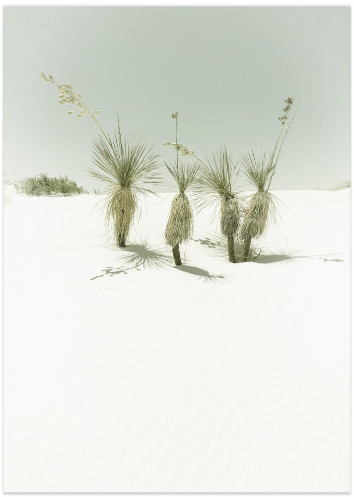 WHITE SANDS Vintage scenery