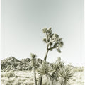 Joshua Tree National Park Vintage Impression