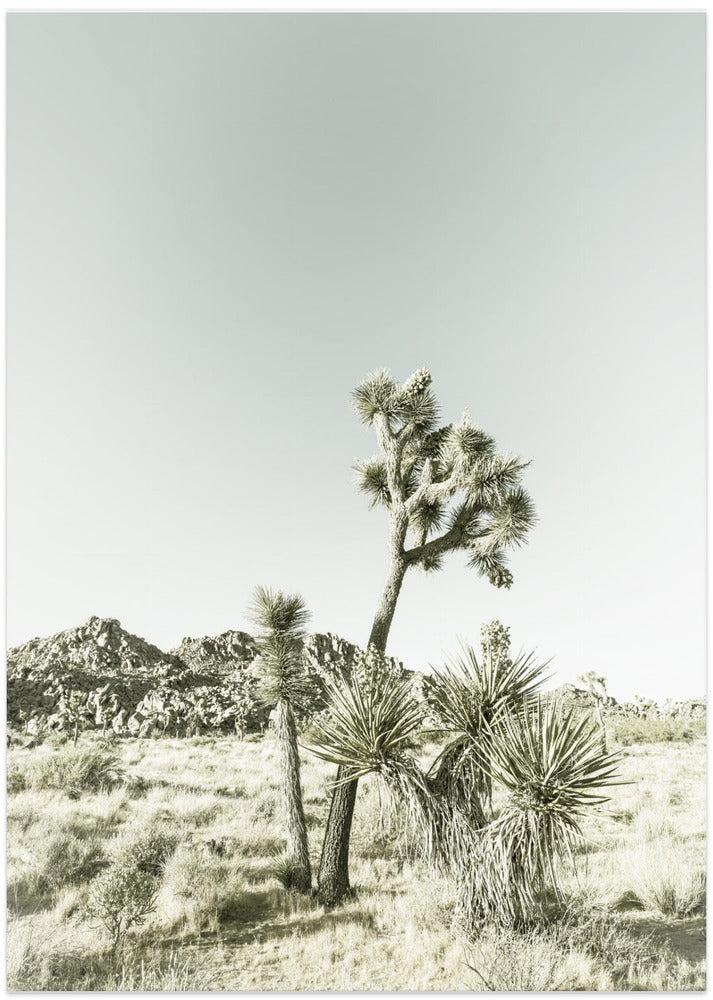 Joshua Tree National Park Vintage Impression