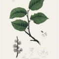Art Prints of Ulmus Campestris Medical Botany