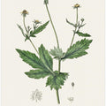 Art Prints of Wood Avens (geum Urbanum)  Medical Botany