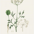 Art Prints of Aniseed (pimpinella Anisum) Medical Botany